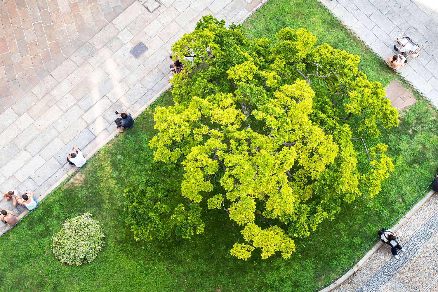A birds eye view of trees and green space
